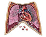 Dr Livingston's Anatomy Jigsaw Puzzle: Volume II: The Human Thorax