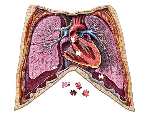 Dr Livingston's Anatomy Jigsaw Puzzle: Volume II: The Human Thorax