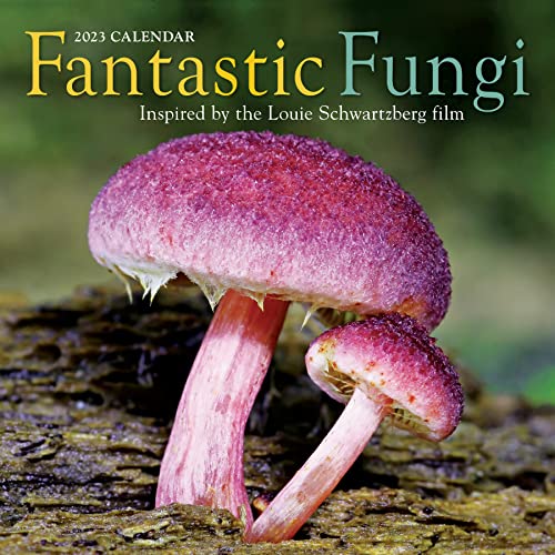 FANTASTIC FUNGI WALL 2023