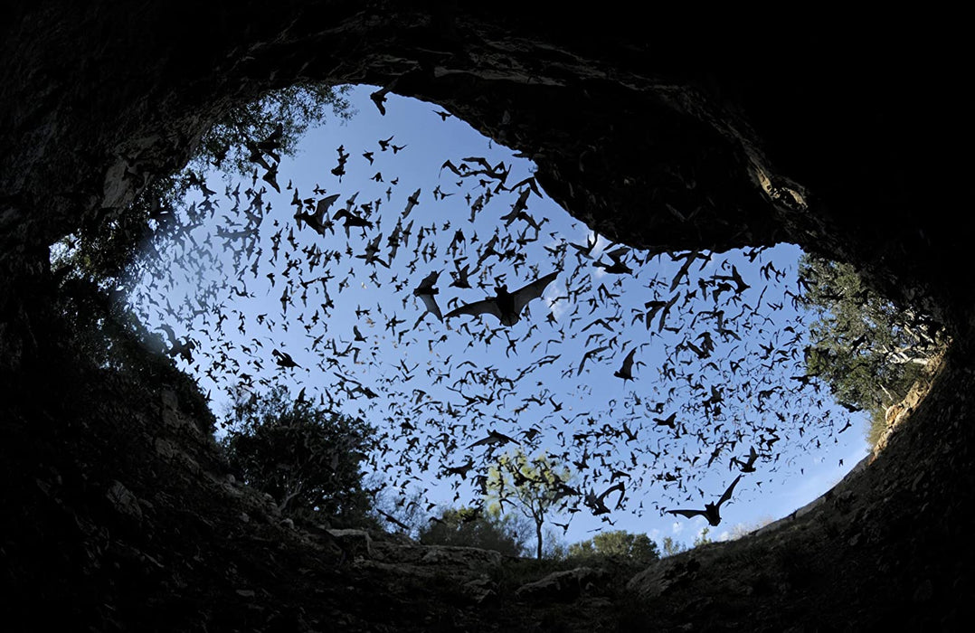 Megaschwärme - Die Macht der Masse