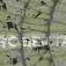 The Galilean Satellites