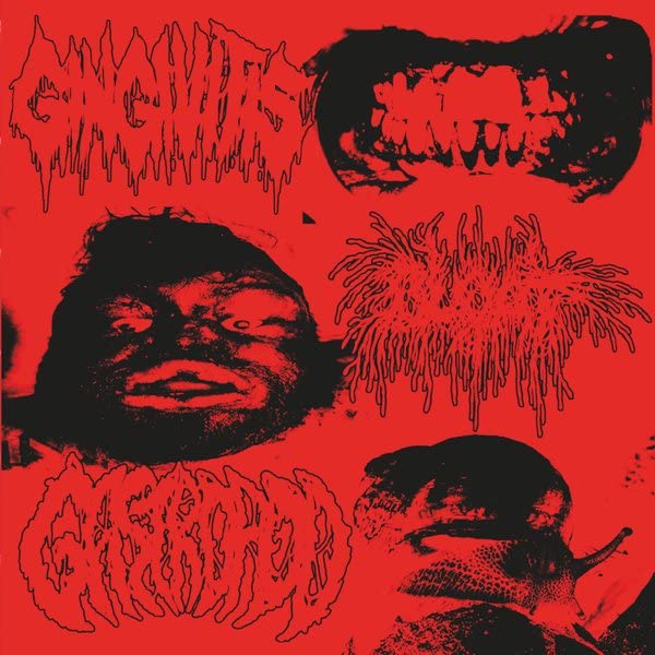 Gingivitis / Bloat / Gastropod