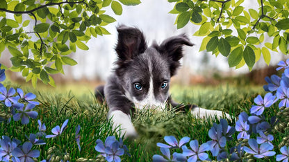 Adobe Photoshop & Premiere Elements 2023|Bundle| 1 Gerät | PC/Mac | unbefristet | Box inkl. Aktivierungscode Aktivierungscode per Post Standard