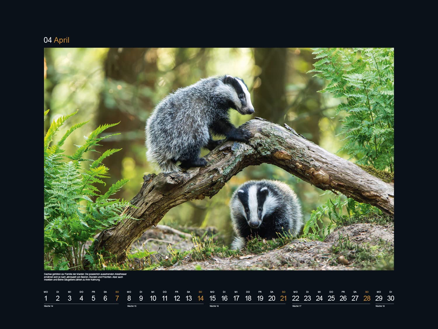 KUNTH Monats-Wandkalender Wildnis Deutschland 2024