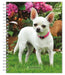 Chihuahuas 2024 Engagement