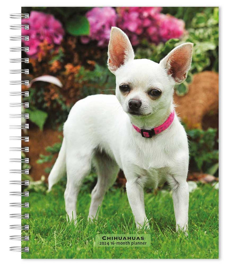 Chihuahuas 2024 Engagement