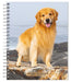 Golden Retrievers 2024 Engagement