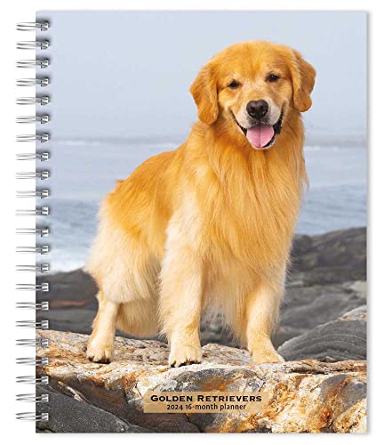 Golden Retrievers 2024 Engagement