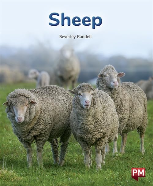 Sheep