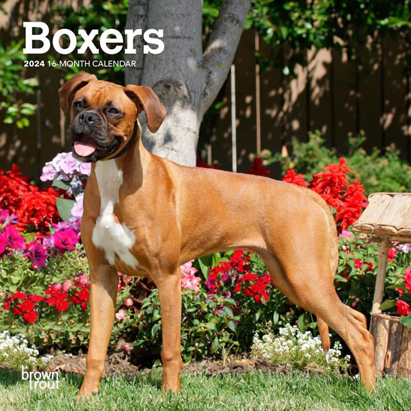 Boxers International Edition 2024 Mini 7