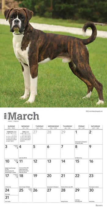 Boxers International Edition 2024 Mini 7