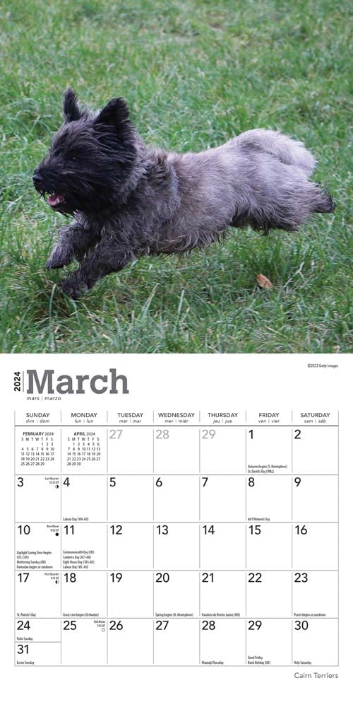 Cairn Terriers 2024 Mini 7X7