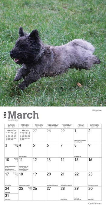 Cairn Terriers 2024 Mini 7X7