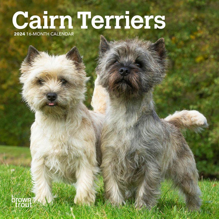 Cairn Terriers 2024 Mini 7X7