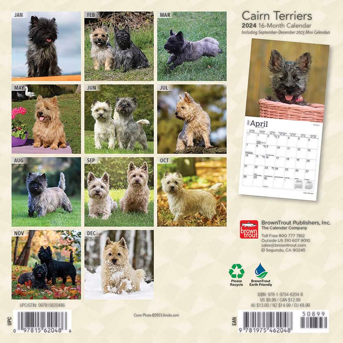 Cairn Terriers 2024 Mini 7X7