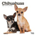Chihuahuas 2024 Mini 7X7