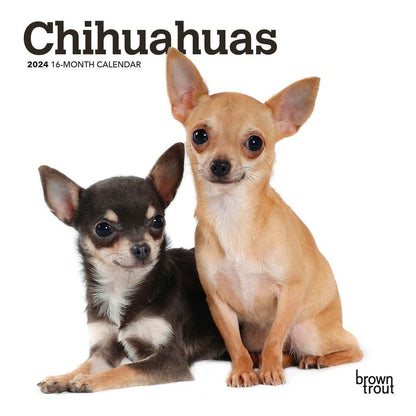 Chihuahuas 2024 Mini 7X7