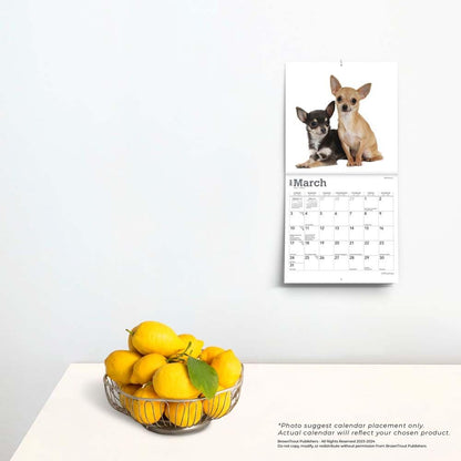 Chihuahuas 2024 Mini 7X7