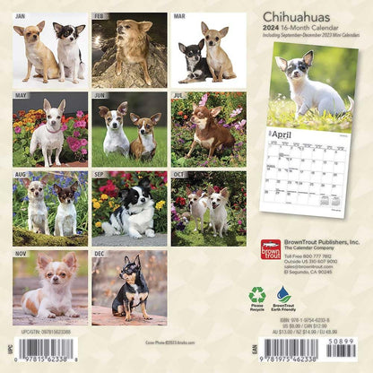 Chihuahuas 2024 Mini 7X7