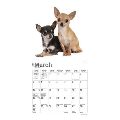 Chihuahuas 2024 Mini 7X7