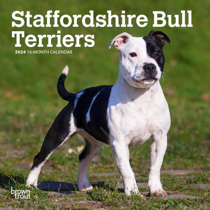 Staffordshire Bull Terriers 2024 Mini 7X