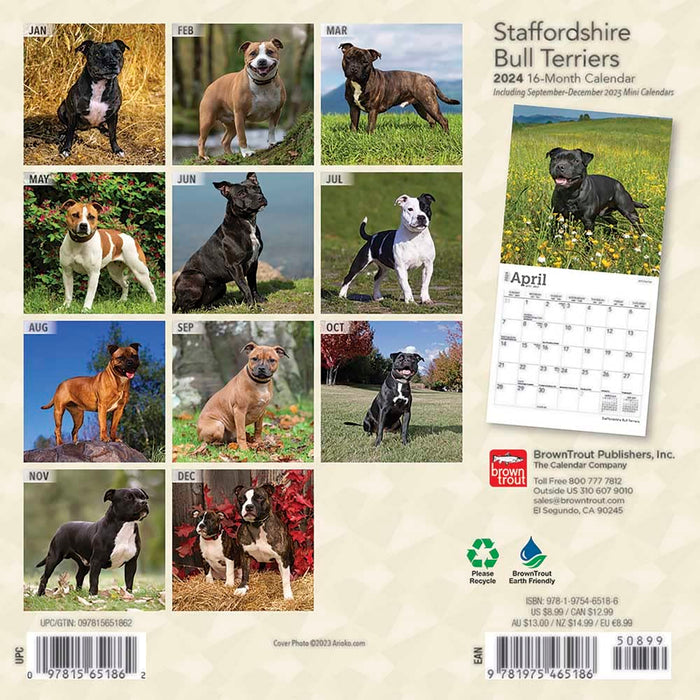 Staffordshire Bull Terriers 2024 Mini 7X
