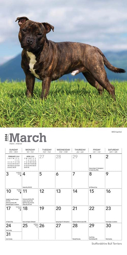 Staffordshire Bull Terriers 2024 Mini 7X