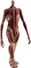 Good Smile Company - Attack On Titan Pop Up Parade Armin Colossus L Size PVC Figure