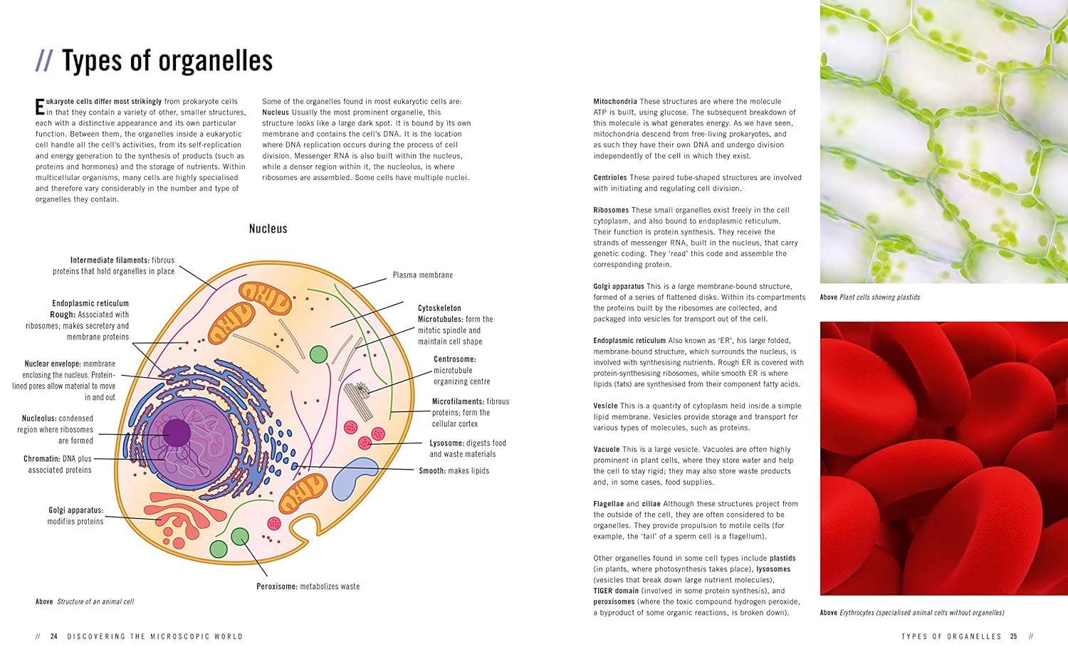 Discovering the Microscopic World