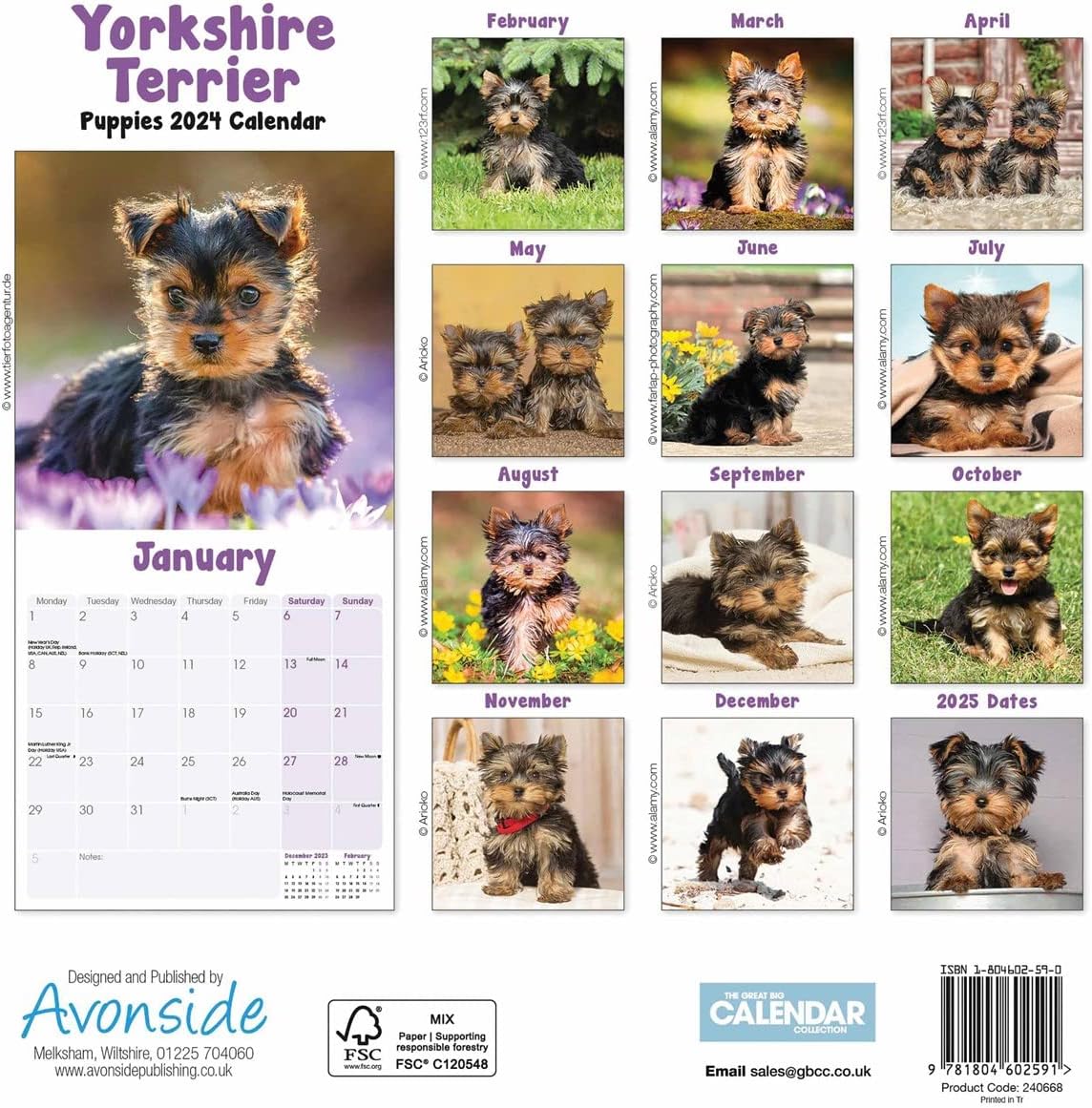 Yorkshire Terriers Puppies Mini Calendar 2024