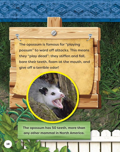 Kids' Backyard Safari: Opossums