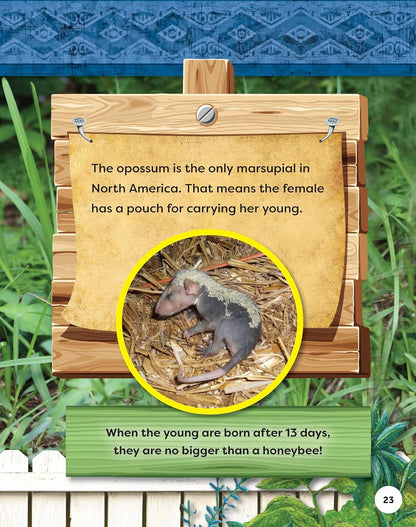 Kids' Backyard Safari: Opossums