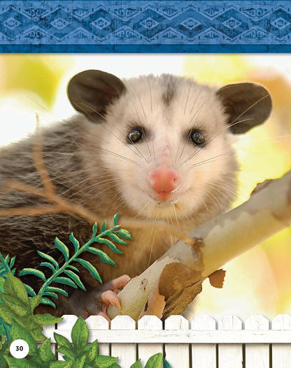 Kids' Backyard Safari: Opossums