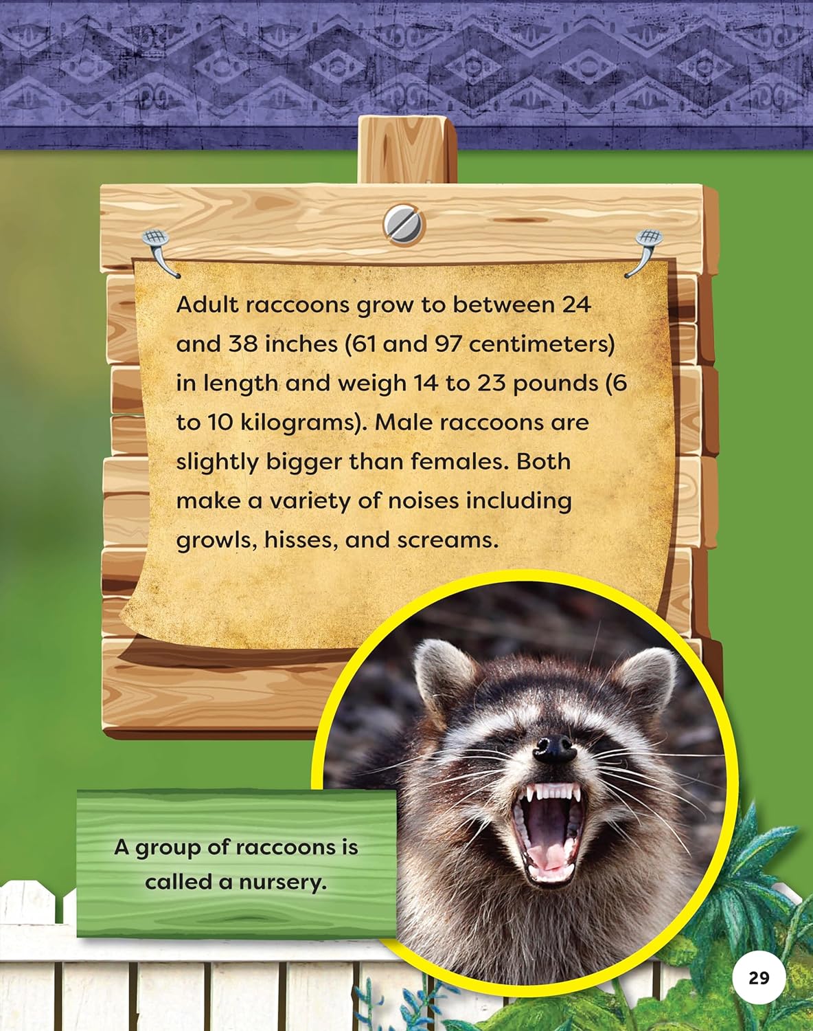 Kids' Backyard Safari: Raccoons