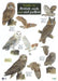Guide to British Owls and Owl Pellets