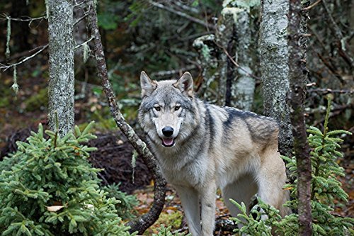Maïna - Das Wolfsmädchen [Blu-ray]