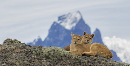 Wildes Patagonien