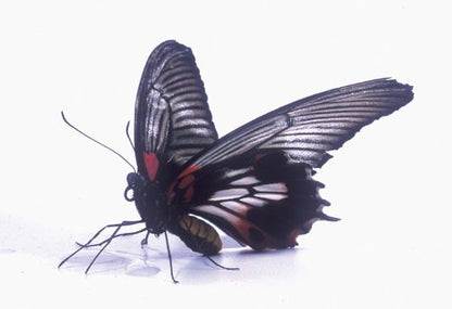 Bugs! Abenteuer Regenwald in Real 3D