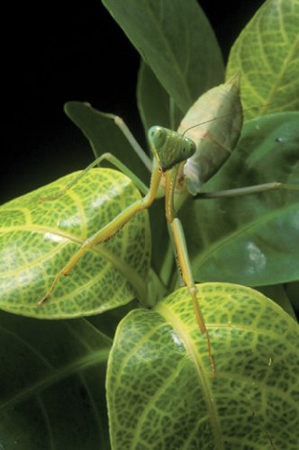 Bugs! Abenteuer Regenwald in Real 3D