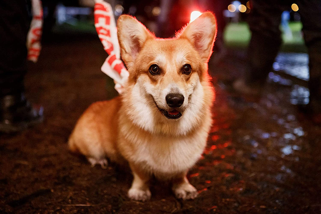 The Brokenwood Mysteries - Series 6