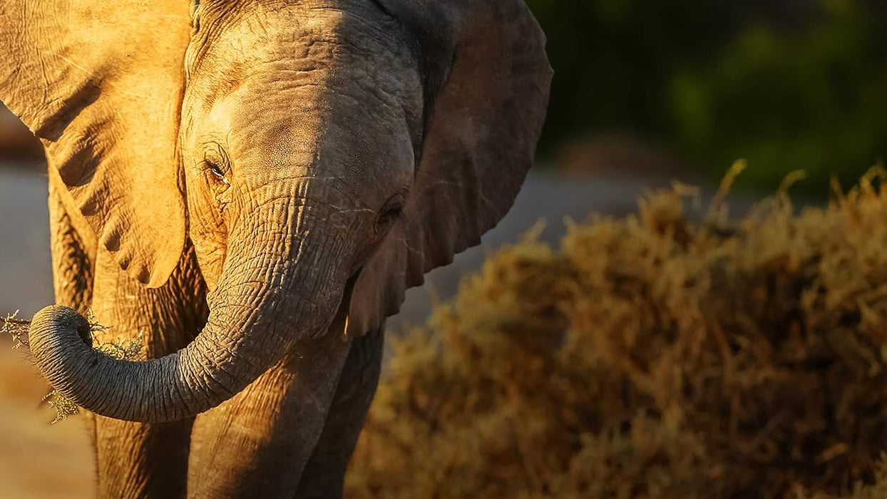 Eden: Untamed Planet