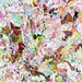 Earthly Delights
