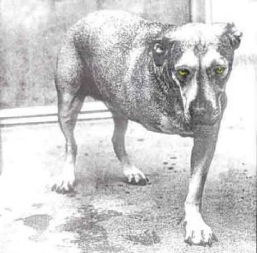 Alice in Chains