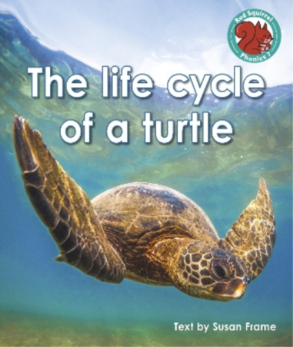 The life cycle of a turtle (Red Squirrel Phonics Level 7 Set 2b