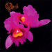 Orchid