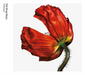 Release: Further Listening