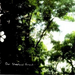 Our Sleepless Forest