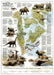 Dinosaurs of North America Map [Tubed]