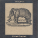 Pachyderm