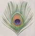 Apple Venus - Volume 1
